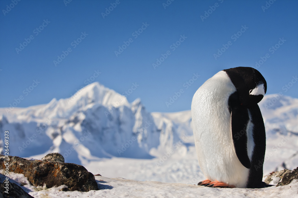 Obraz premium Penguin on the rock