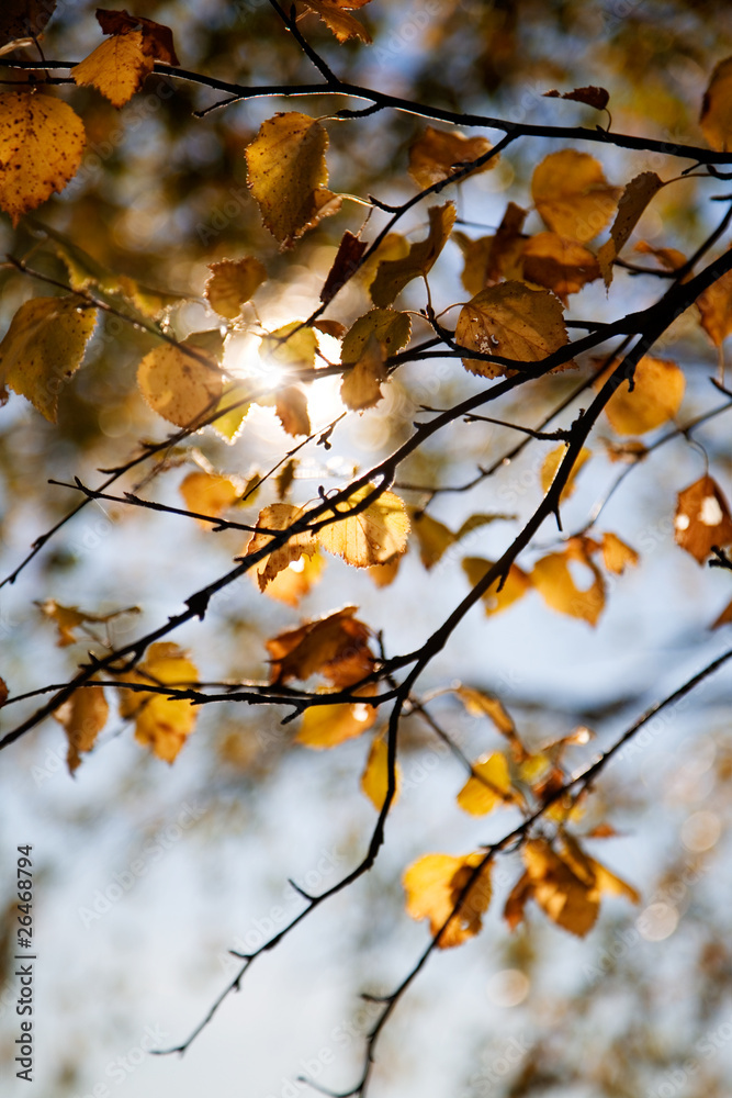 Autumn Autumn