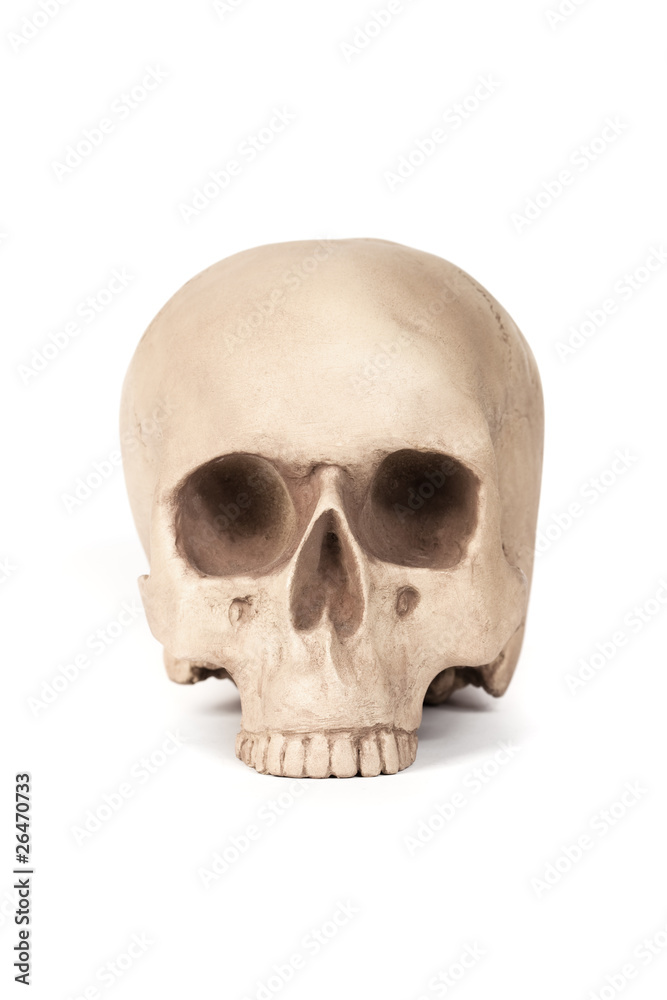 Obraz premium Human skull model
