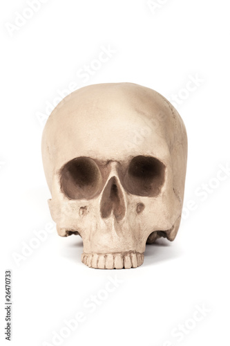 Human skull model