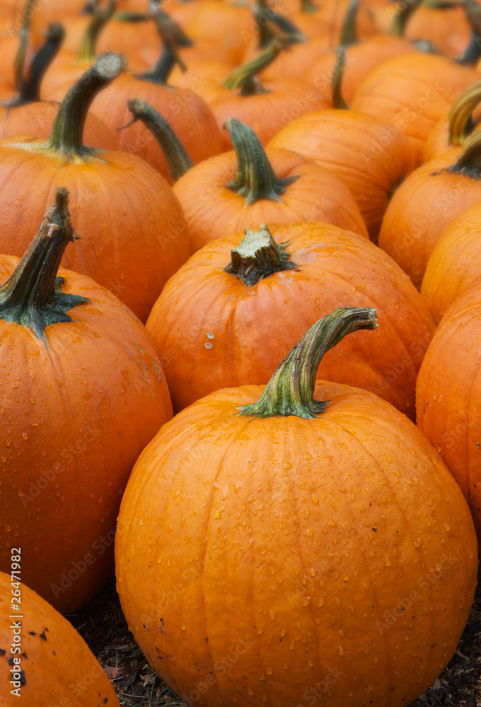 Lots of Pumpkins Lots of Pumpkins
