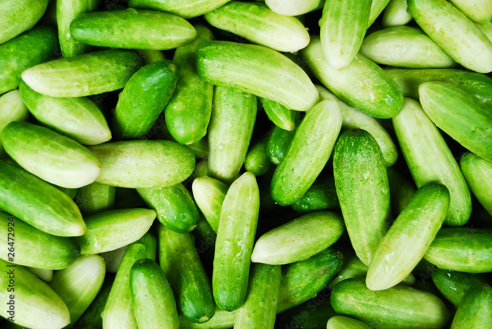 Many of cucumber in Thailand fresh market Many of cucumber in Thailand fresh market
