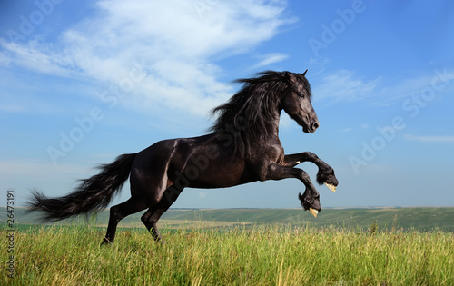 beautiful black horse playing on the field © dozornaya