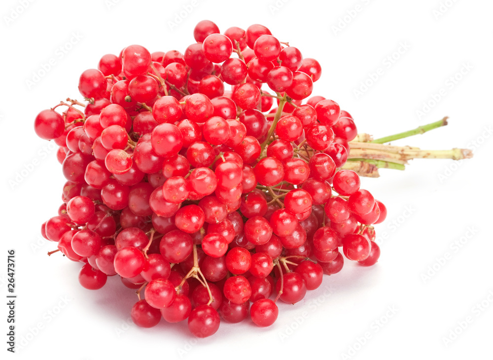 Viburnum berry