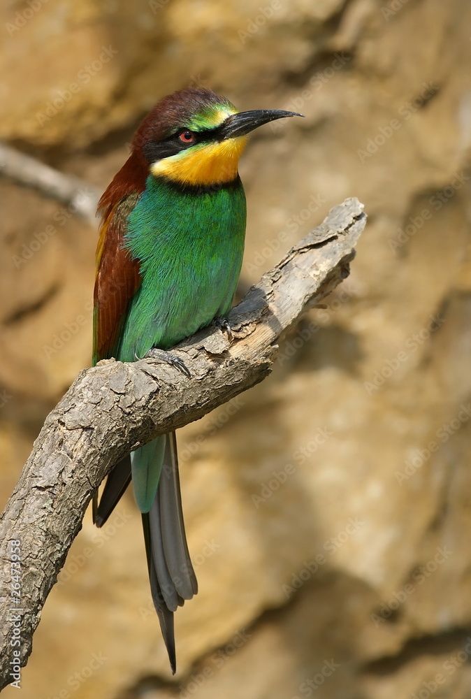 Fototapeta premium Bienenfresser