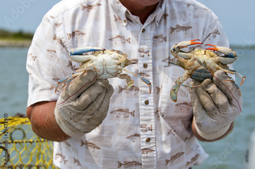 Fisherman on Tangier Island showing male and female crab.