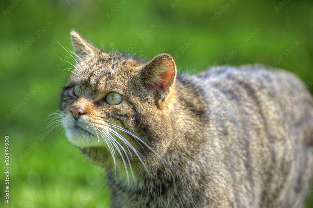 Fantastic close up of Scottish wildcat capturing character and e