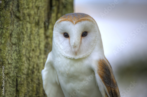 Lovely close up of barn owl with superb detail