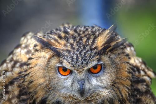 Superb close up of European Eagle Owl with bright orange eyes an