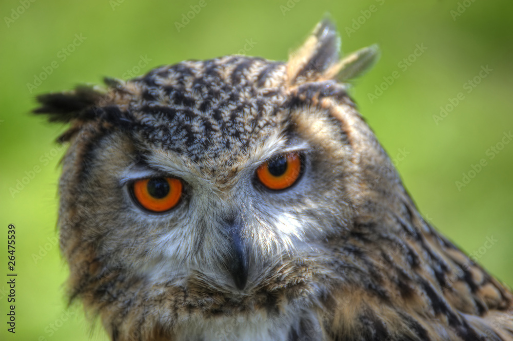 Superb close up of European Eagle Owl with bright orange eyes an