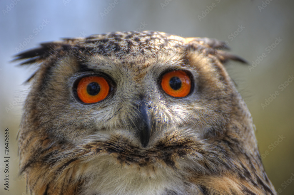 Superb close up of European Eagle Owl with bright orange eyes an Superb close up of European Eagle Owl with bright orange eyes an