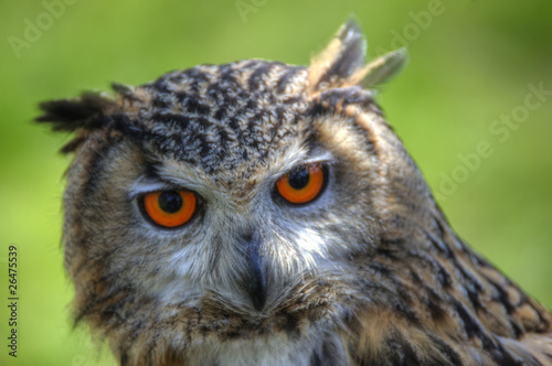 Superb close up of European Eagle Owl with bright orange eyes an © veneratio
