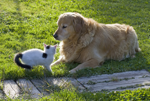 Cat and dog
