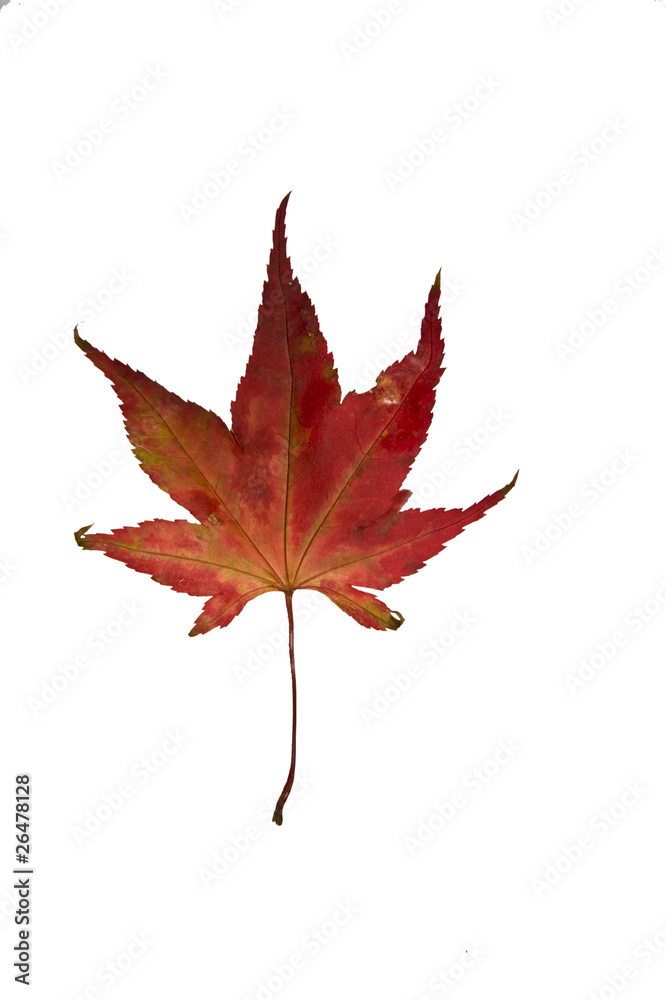 Autumn leaf close up isolated on white Autumn leaf close up isolated on white