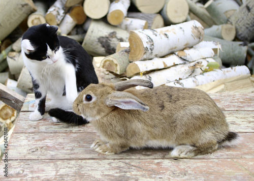 cat and rabbit photo