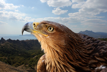 Wandcirkels Arend Steenarend boven bergachtig landschap  © romantiche