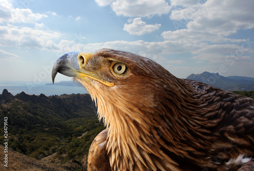 golden eagle over mountanious landscape