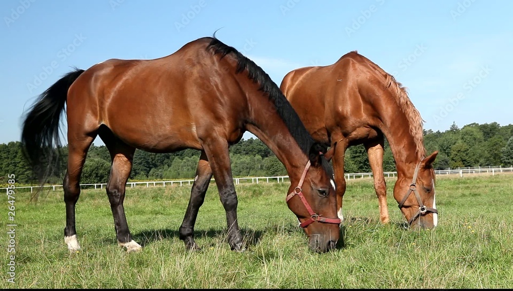 Grazing horses