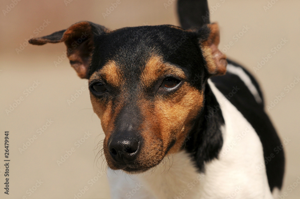 Jack Russel Jack Russel