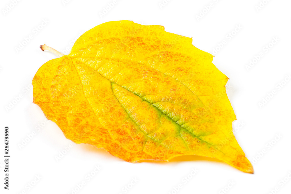 Naklejka premium Yellow autumn leaf isolated on white background