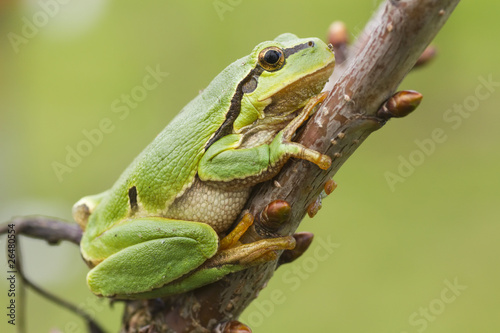 hanging tree frog