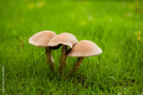 Three little mushrooms