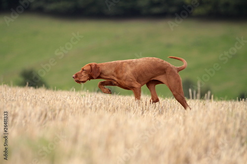 Vorstehhund auf Pirsch photo