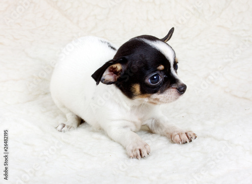 chihuahua puppy in studio photo