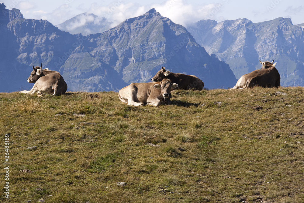 Naklejka premium Krowy