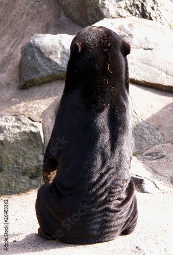 Back view of a Sun Bear showing its loose skin