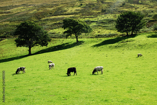 イギリスのウェールズの山と牛