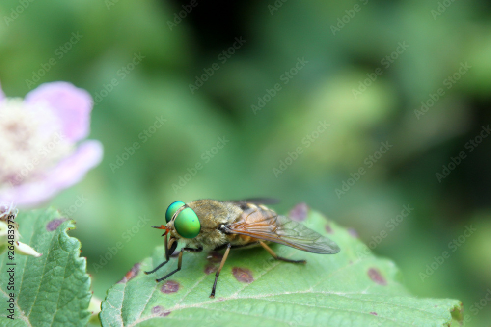 Fliege Fliege
