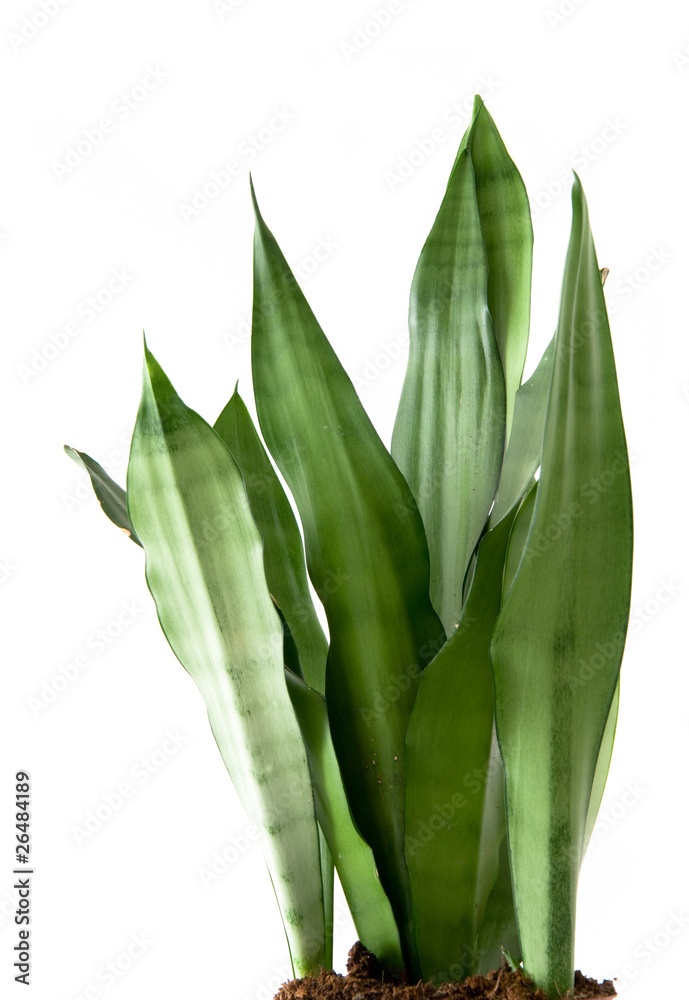 Obraz premium Sansevieria