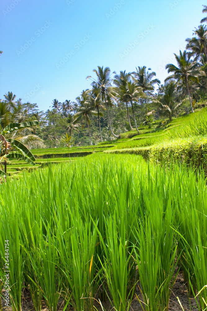 Fototapeta premium Tropical landscape. Indonesia. Bali