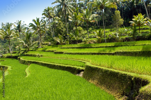Kind on rice terraces, Bali, Indonesia..