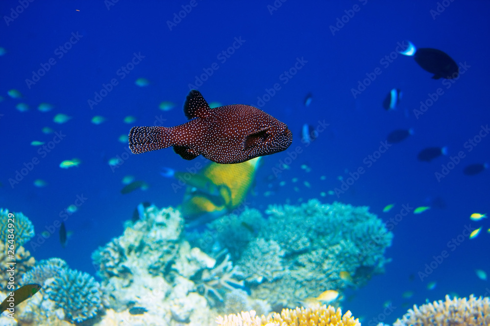Obraz premium Indian ocean. .Fishes in corals. Maldives..