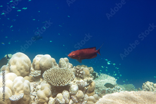 Indian ocean. .Fishes in corals. Maldives.. photo