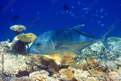Indian ocean. .Fishes in corals. Maldives.. © Konstantin Kulikov
