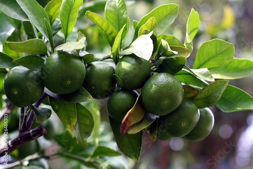 A branch with green mandarins