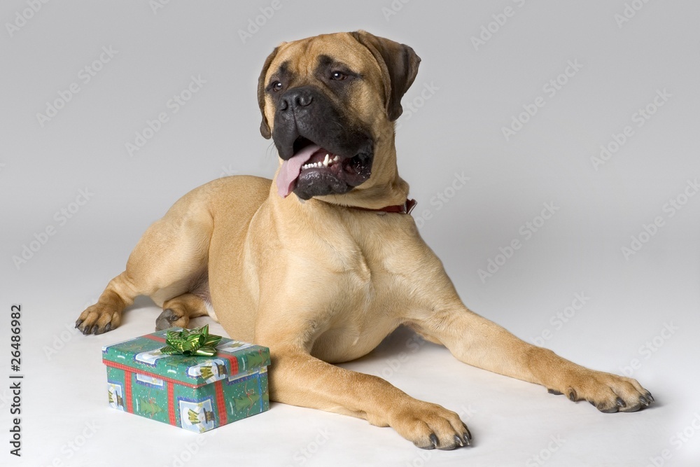 Large Pedigree Dog With Christmas Present