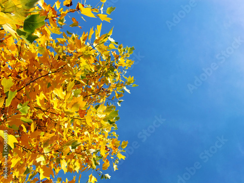 ahorn autumn leafs and blue sky