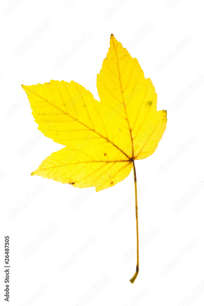 Autumn leaf Autumn leaf