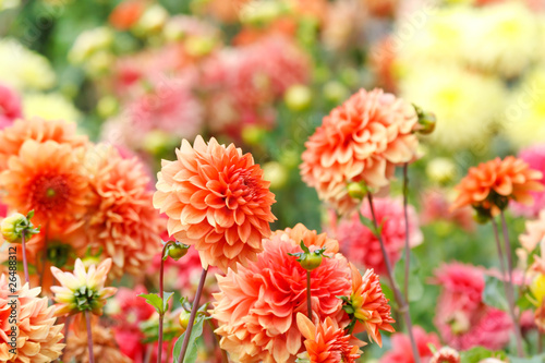 Photo Closeup of colorful dahlias