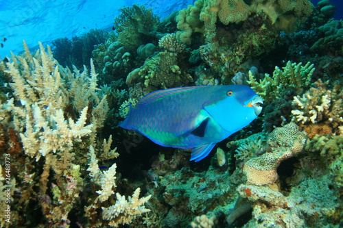 Red Sea Steepheaq Parrotfish (Chlorurus gibbus)