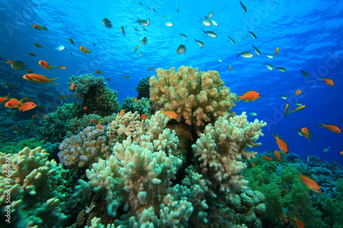 Tropical Coral Reef and Fish