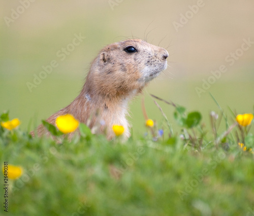 prarie dog on grass photo