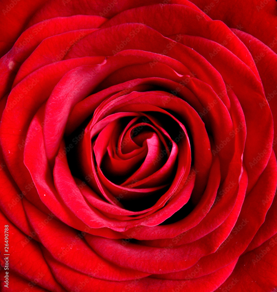 Rose Rose