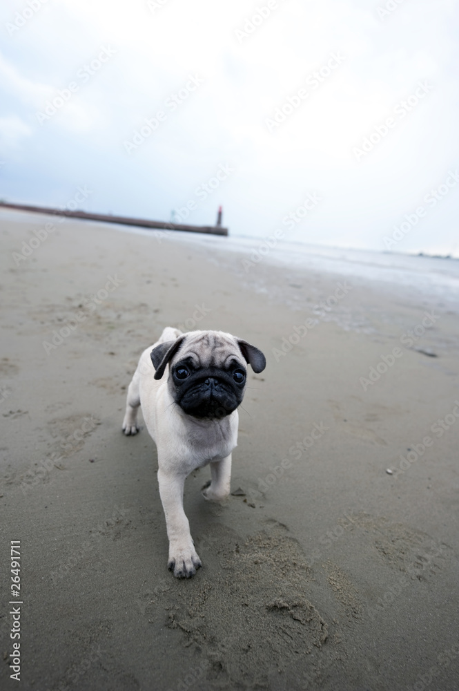 Pug puppy running on beach