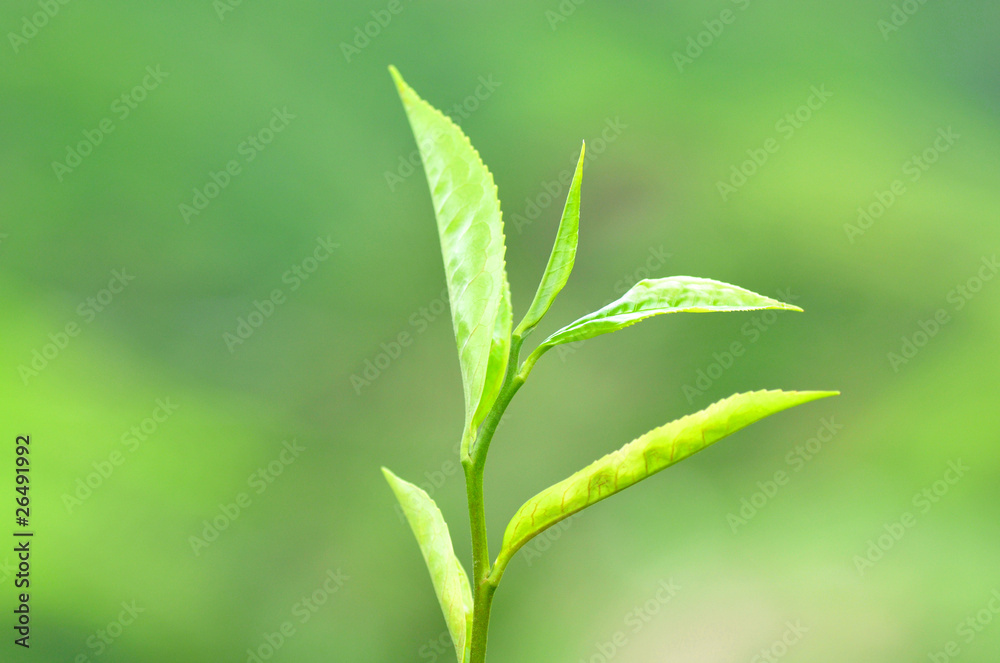 fresh tea leves at a plantation fresh tea leves at a plantation