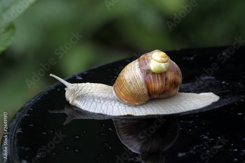 Weinbergschnecke mit Schnirkelschnecke